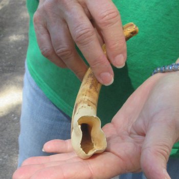 9" Ivory Tusk from African Warthog 