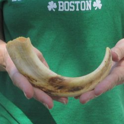 9" Ivory Tusk ...