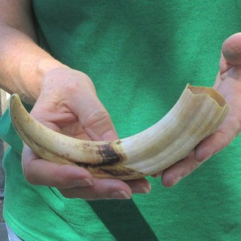 9" Ivory Tusk from African Warthog 
