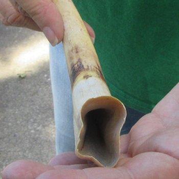 9" Ivory Tusk from African Warthog 