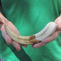 9" Ivory Tusk ...