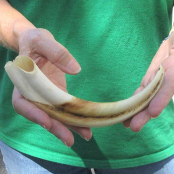 9" Ivory Tusk from African Warthog 