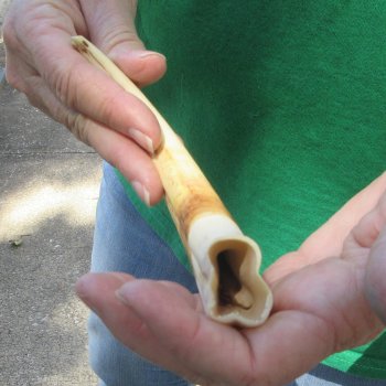 9" Ivory Tusk from African Warthog 