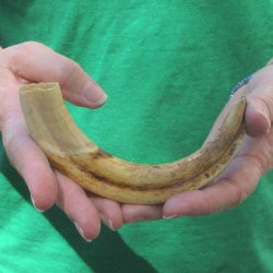 8" Ivory Tusk ...