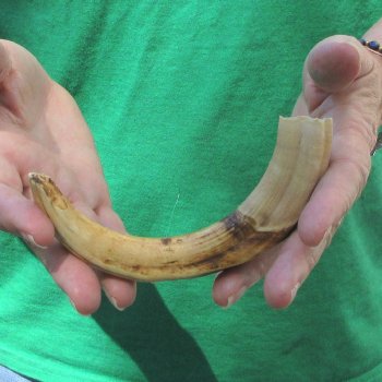 8" Ivory Tusk from African Warthog