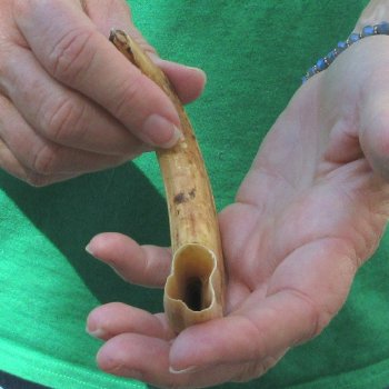 8" Ivory Tusk from African Warthog