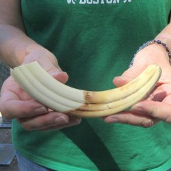 8" Ivory Tusk ...