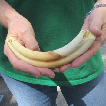 8" Ivory Tusk from African Warthog
