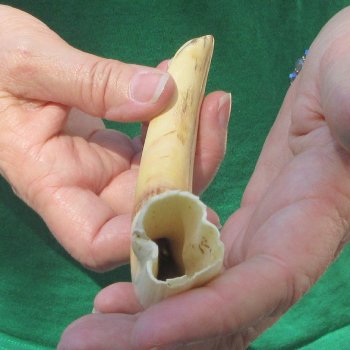 8" Ivory Tusk from African Warthog