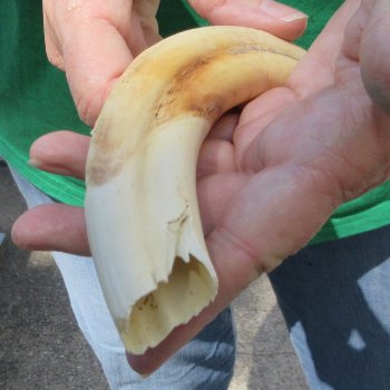 8" Ivory Tusk from African Warthog