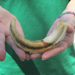 8" Ivory Tusk ...