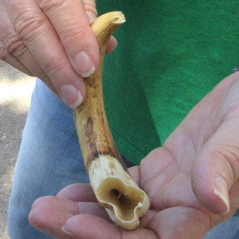 8" Ivory Tusk from African Warthog