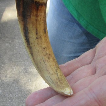 8" Ivory Tusk from African Warthog