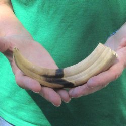 8" Ivory Tusk ...