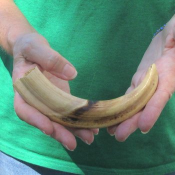 8" Ivory Tusk from African Warthog