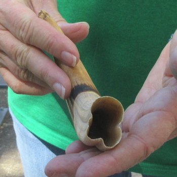 8" Ivory Tusk from African Warthog