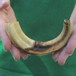 8" Ivory Tusk ...