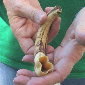 8" Ivory Tusk from African Warthog