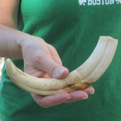 10" Ivory Tusk...