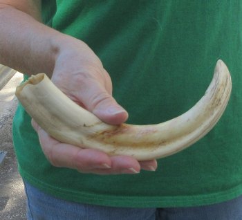 10" Ivory Tusk from African Warthog 