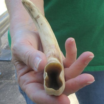 10" Ivory Tusk from African Warthog 