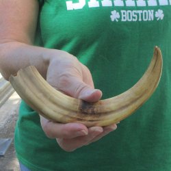 10" Ivory Tusk...