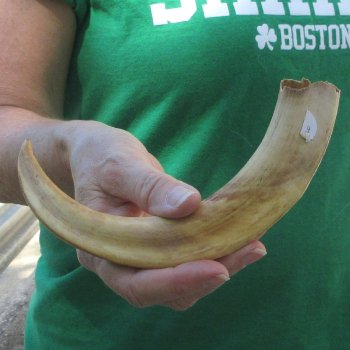 10" Ivory Tusk from African Warthog 