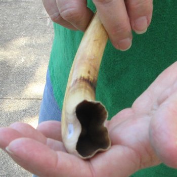 10" Ivory Tusk from African Warthog 