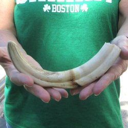 10" Ivory Tusk...