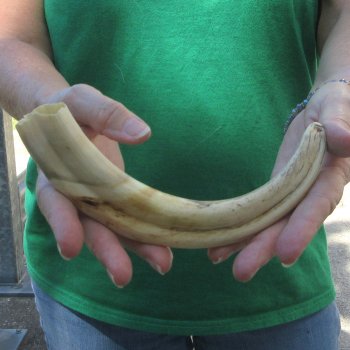 10" Ivory Tusk from African Warthog 