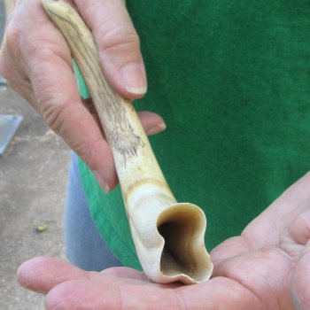 10" Ivory Tusk from African Warthog 