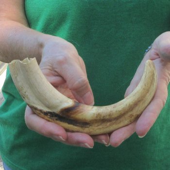 10" Ivory Tusk from African Warthog 