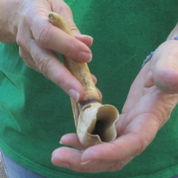 10" Ivory Tusk from African Warthog 