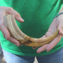 10" Ivory Tusk...