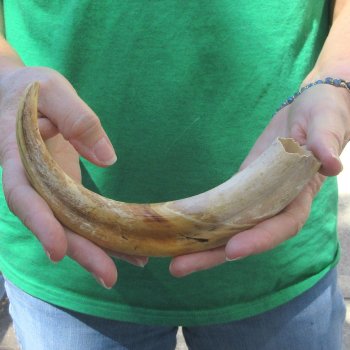 10" Ivory Tusk from African Warthog 