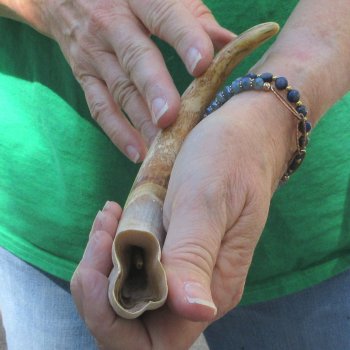 10" Ivory Tusk from African Warthog 