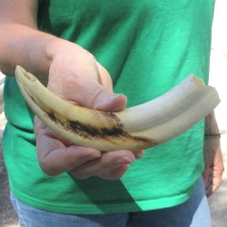 8" Ivory Tusk ...