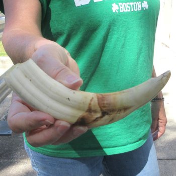 8" Ivory Tusk from African Warthog