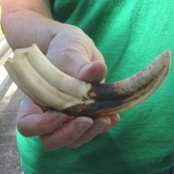 8" Ivory Tusk ...