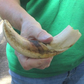 8" Ivory Tusk from African Warthog