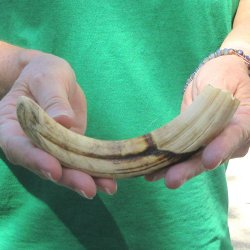 8" Ivory Tusk ...