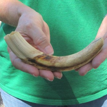 8" Ivory Tusk from African Warthog