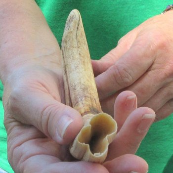8" Ivory Tusk from African Warthog