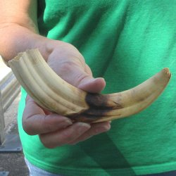 8" Ivory Tusk ...
