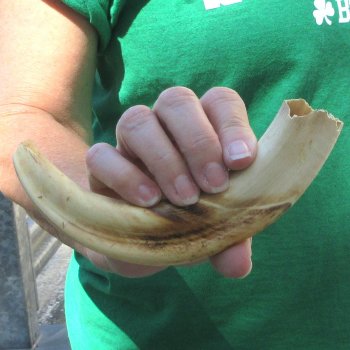 8" Ivory Tusk from African Warthog