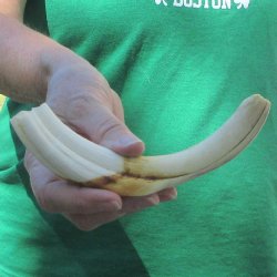 8" Ivory Tusk ...