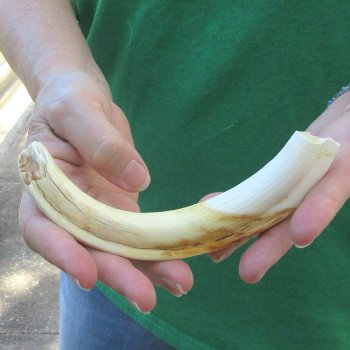 8" Ivory Tusk from African Warthog