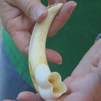 8" Ivory Tusk from African Warthog