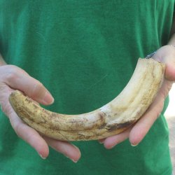10" Ivory Tusk...