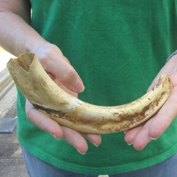10" Ivory Tusk from African Warthog 